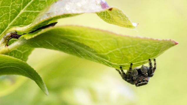 Illustration for article titled 9 Photos That Prove Spiders Can Be Cute When They’re Not Eating Your Dog